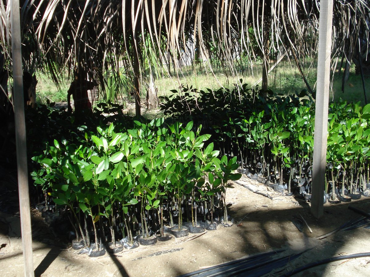 Mangrovensetzlinge als Schutz vor Fluten und Überschwemmungen an der Küste warten auf Auspflanzung (Foto: Monika Schlicher) Mangrovensetzlinge als Schutz vor Fluten und Überschwemmungen an der Küste warten auf Auspflanzung (Foto: Monika Schlicher)