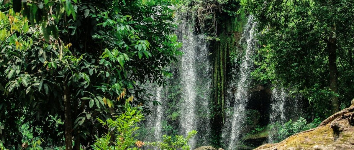 Regenwald Kambodscha