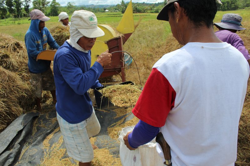 Farmers during the harvest on the Island of Panay. Photo: Hannah Wolf