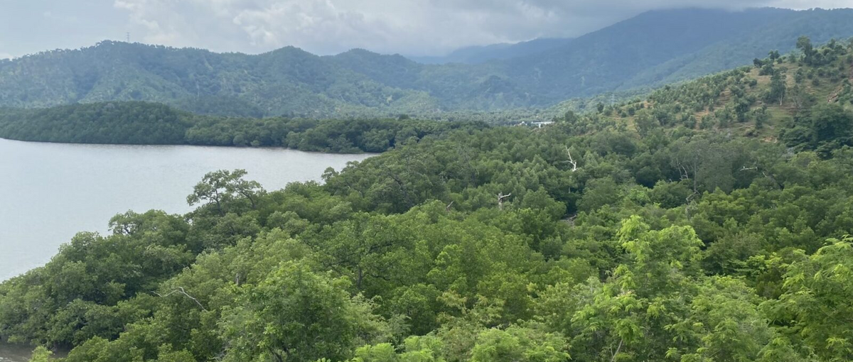 Mangrovenwald Timor-Leste