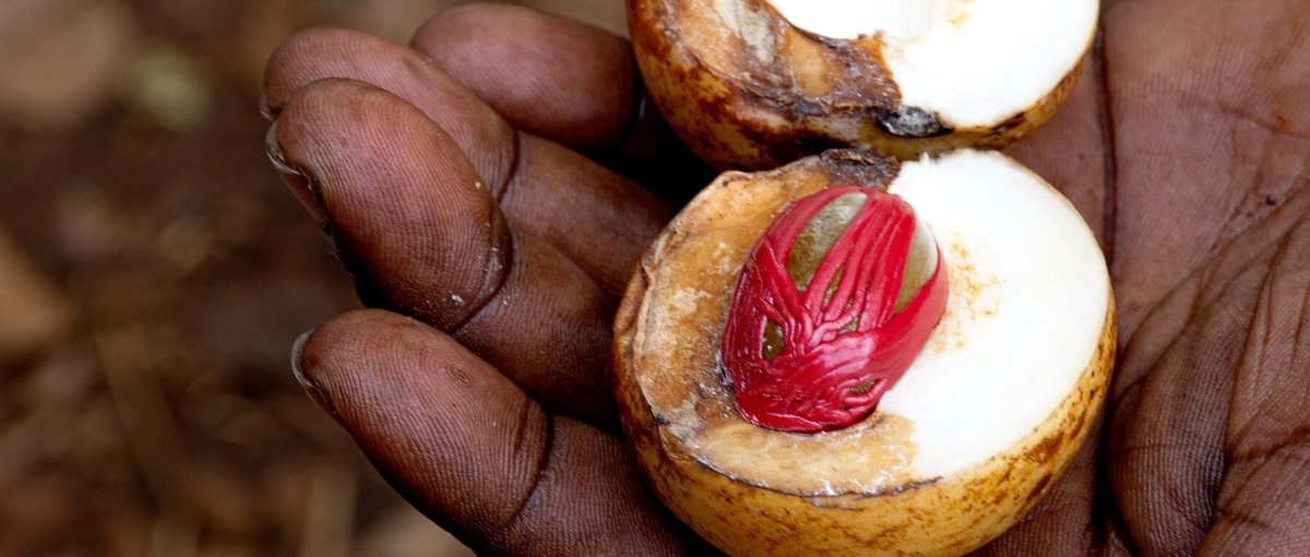 Die rohe Frucht der Muskatnuss. Der von roten Fruchtfäden ummantelte Kern war zeitweise ein so seltenes und begehrtes Gewürz, dass sein Wert den von Gold überstieg. © aga2rk / Pixabay