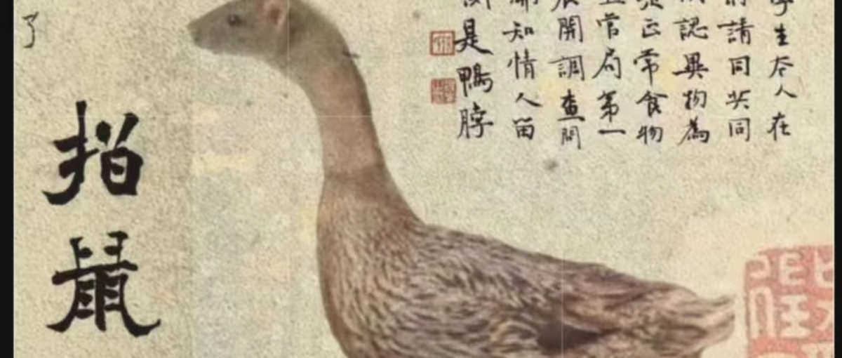 "Auf eine Ratte zeigen und sie eine Ente nennen" ©知乎