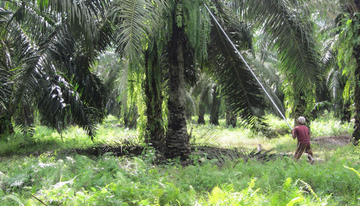 Arbeitsrechtsverletzungen Palmölindustrie