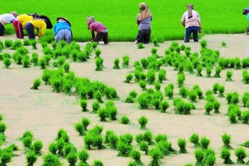 Bäuer*innen in Reisfeldern 
