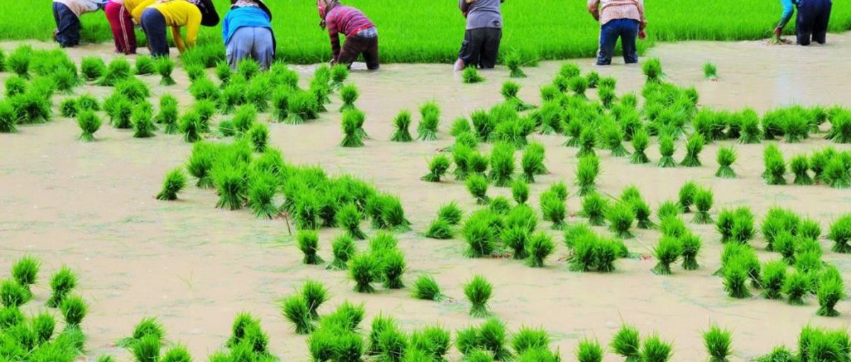 Bäuer*innen in Reisfeldern 